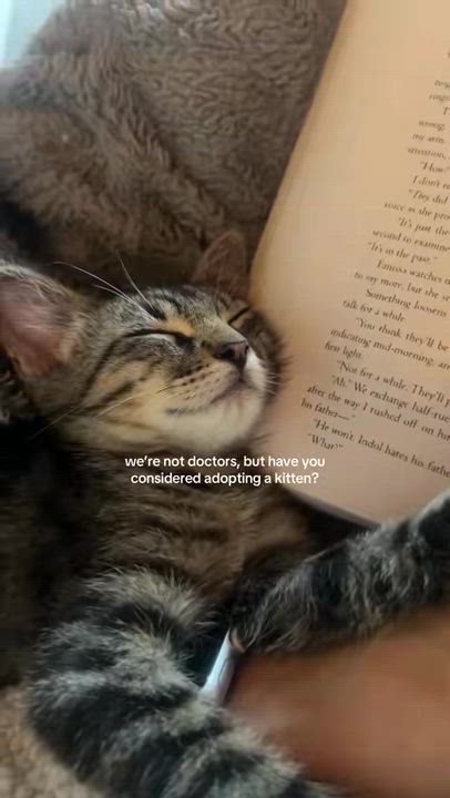 Enlarge Klein, a ADOPTABLE Domestic Short Hair in Santa Monica, CA video 2/6