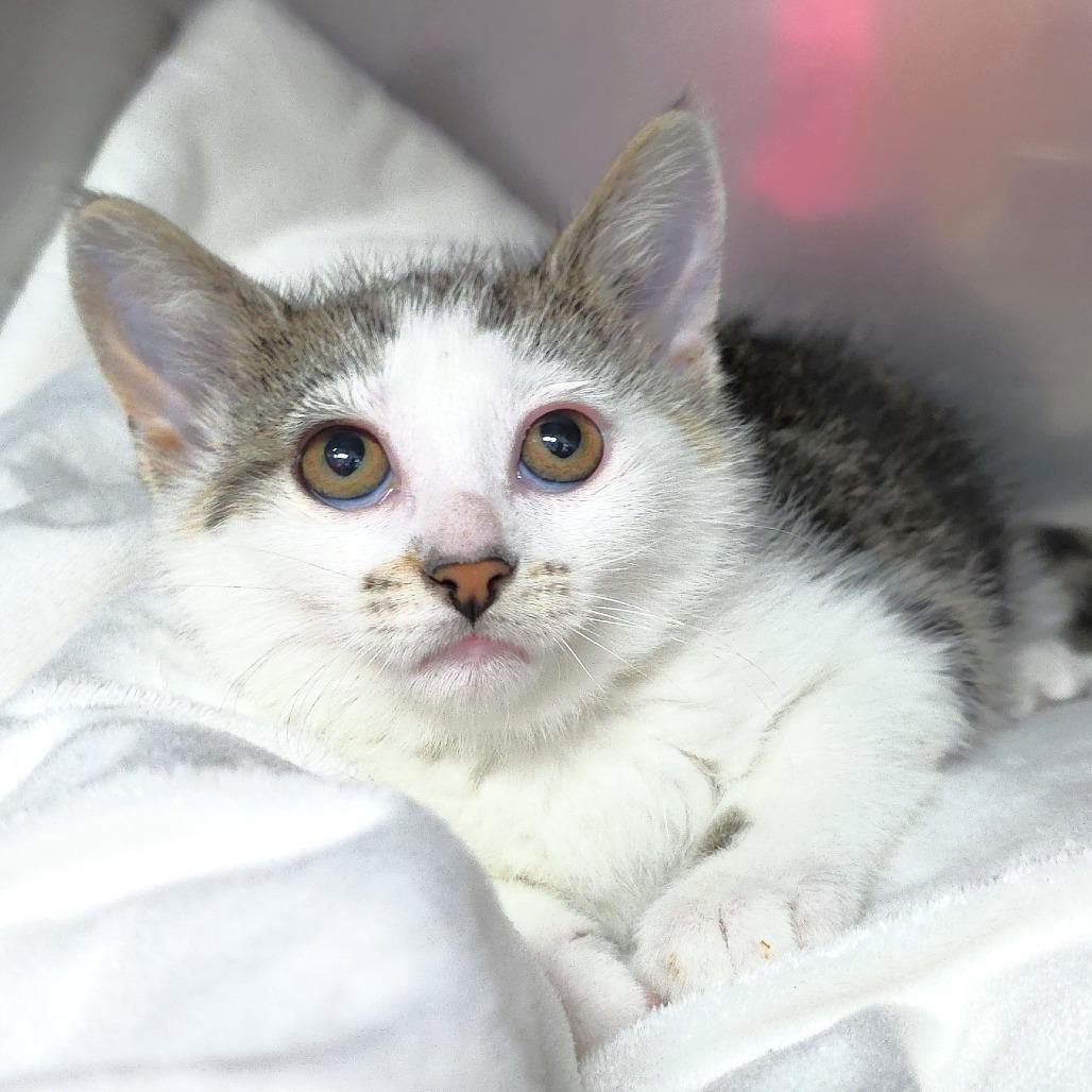 Sunny, Adoptable, Kitten Female Domestic Short Hair.