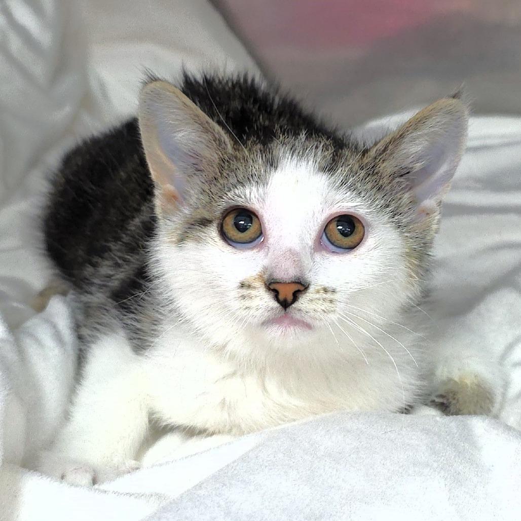 Sunny, a Adoptable Domestic Short Hair in Michigan City, IN image 2/5