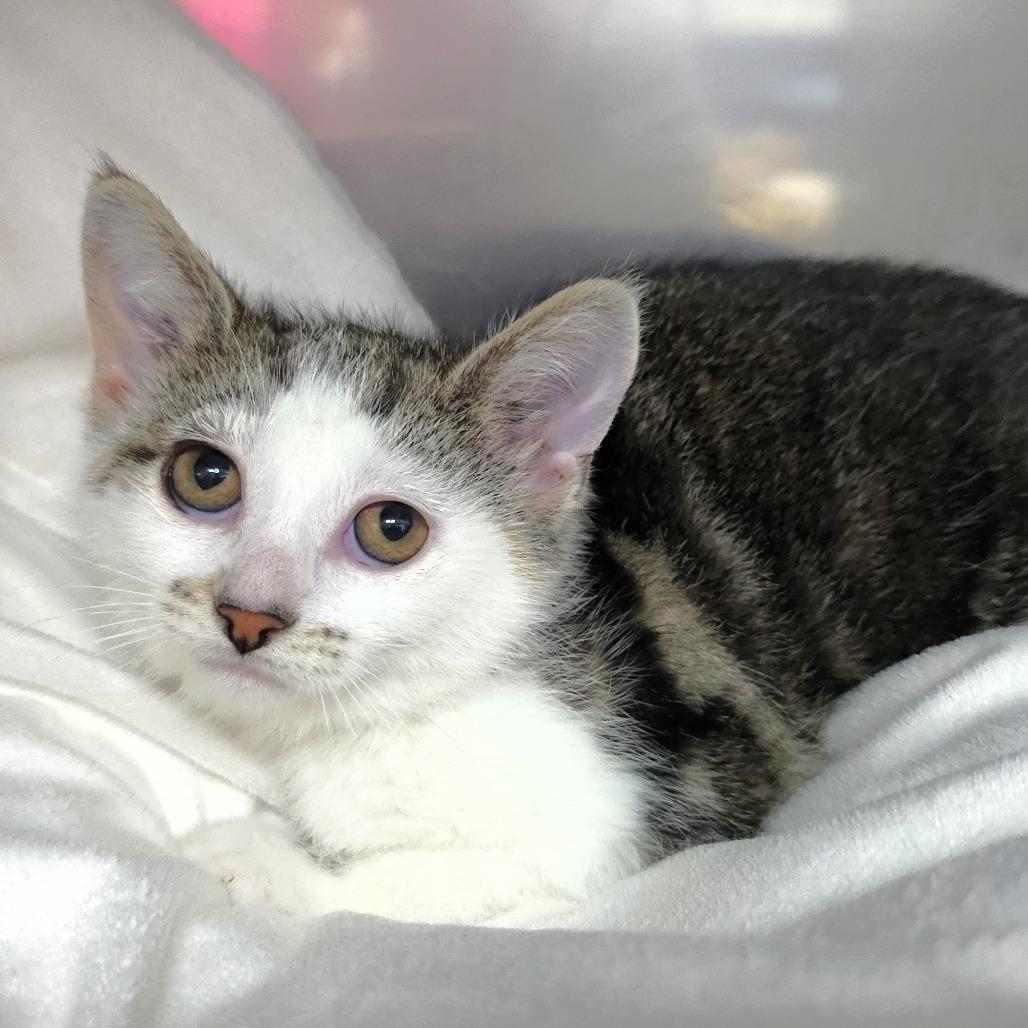 Sunny, a Adoptable Domestic Short Hair in Michigan City, IN image 3/5