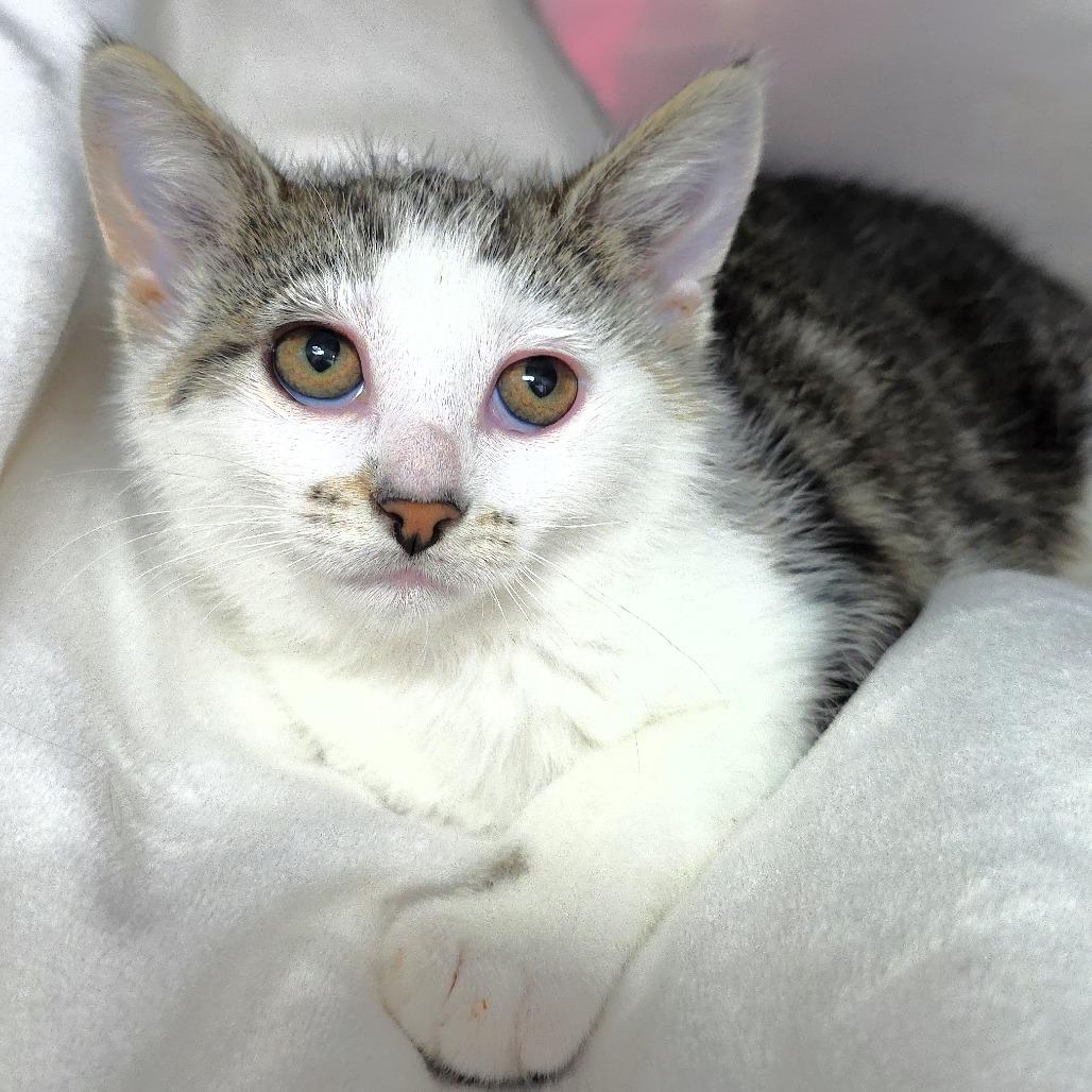 Sunny, a Adoptable Domestic Short Hair in Michigan City, IN image 4/5