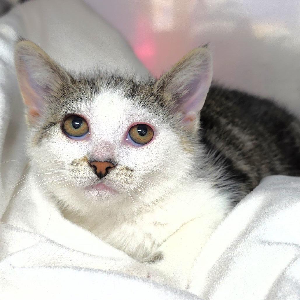 Sunny, a Adoptable Domestic Short Hair in Michigan City, IN image 5/5