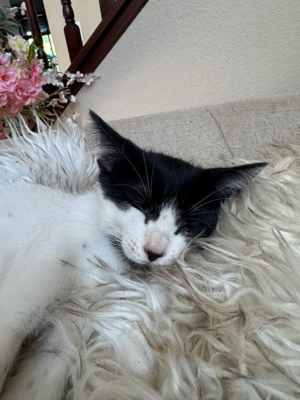 Vinny, Adoptable, Kitten Male Domestic Short Hair.