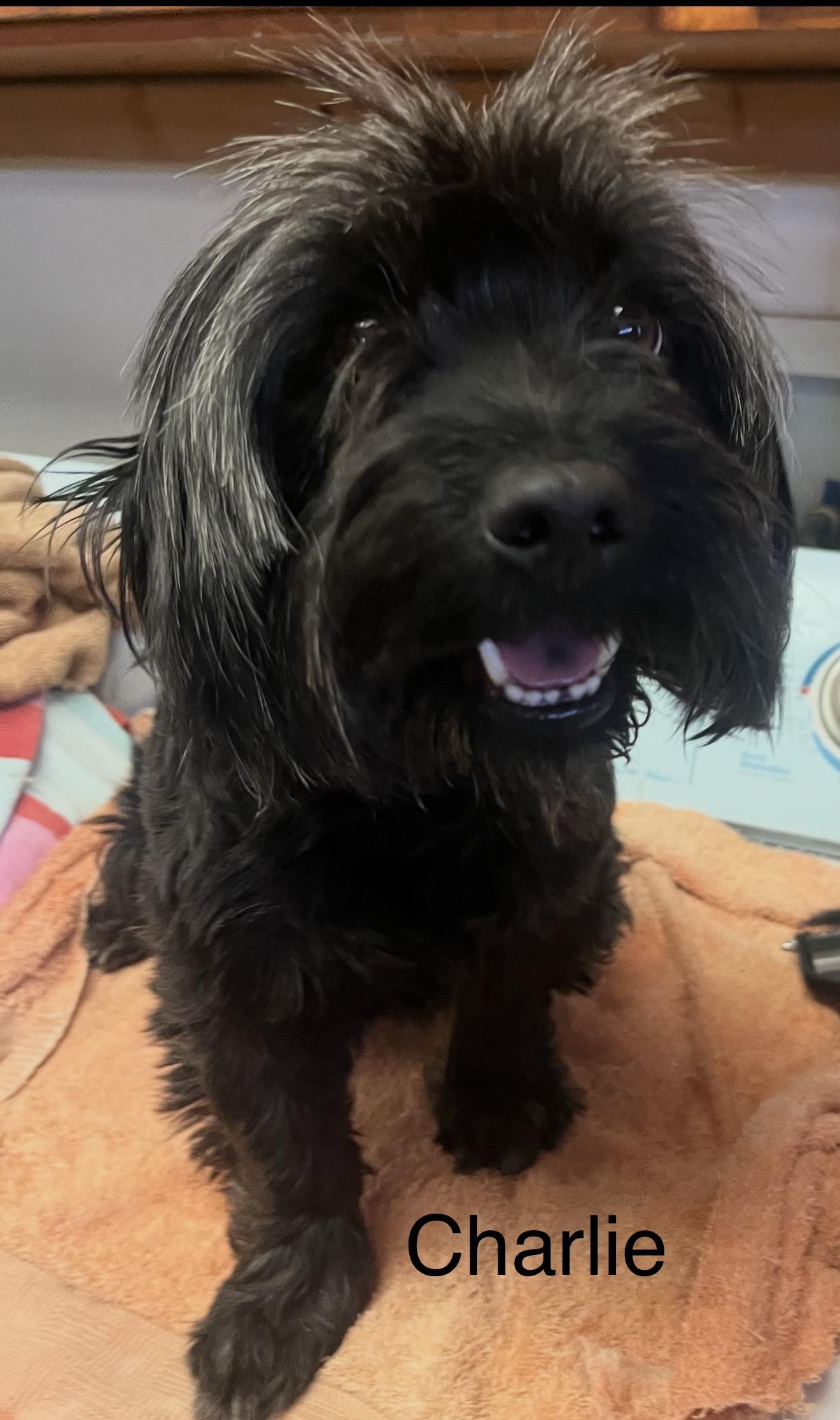 Charlie - The Sweet Boy, a ADOPTABLE mixed breed in Rancho Cucamonga , CA image 2/2