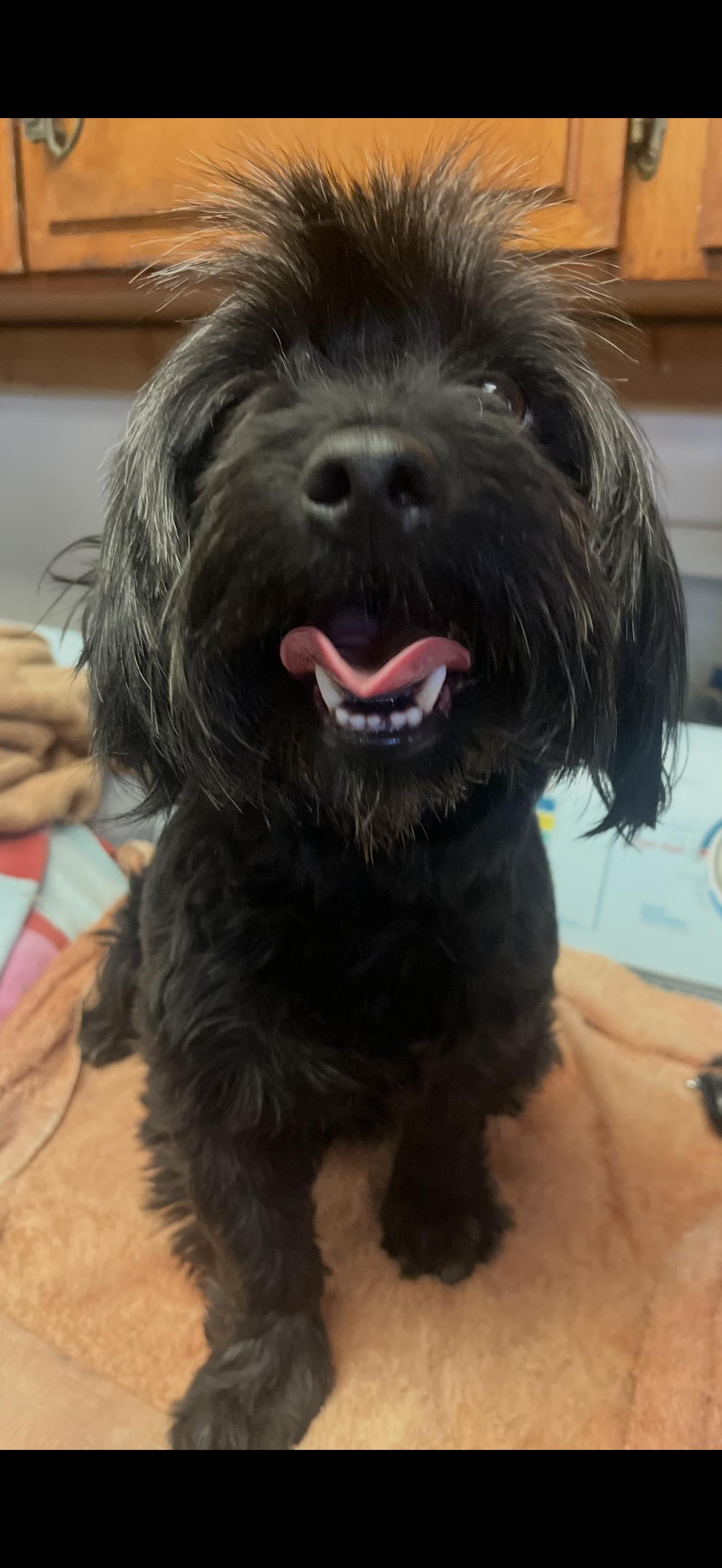 Charlie - The Sweet Boy, ADOPTABLE, Adult Male Havanese & Maltipoo.