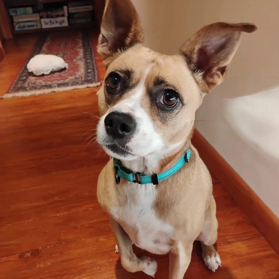 Ms Bell, Adoptable, Adult Female Pug & Chihuahua.