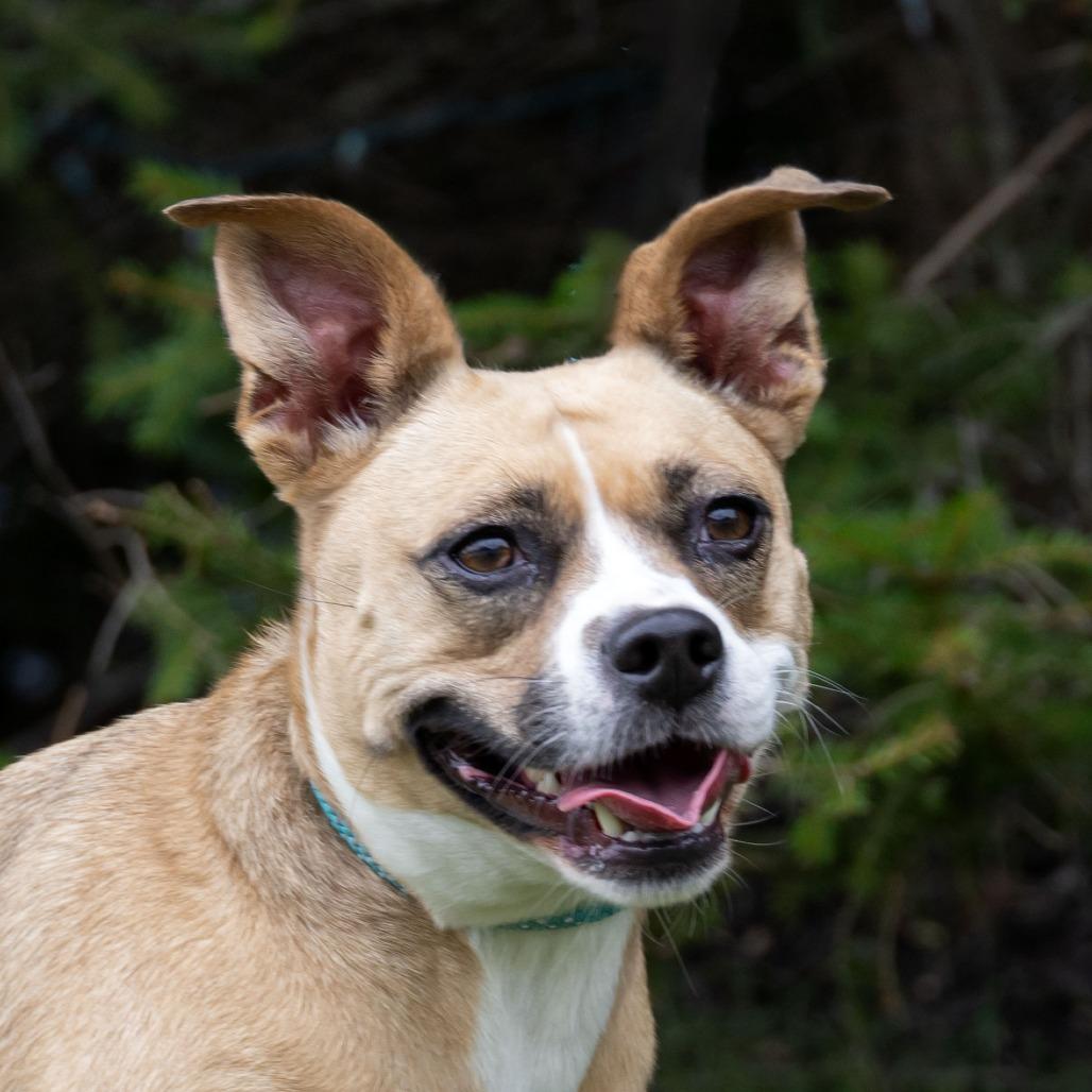 Ms. Bell, Adoptable, Adult Female Pug & Chihuahua.
