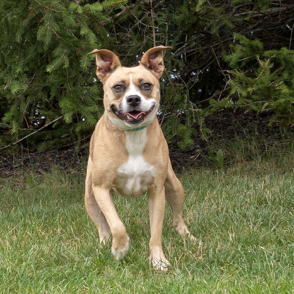 Ms. Bell, a Adoptable mixed breed in Erie, PA image 2/6