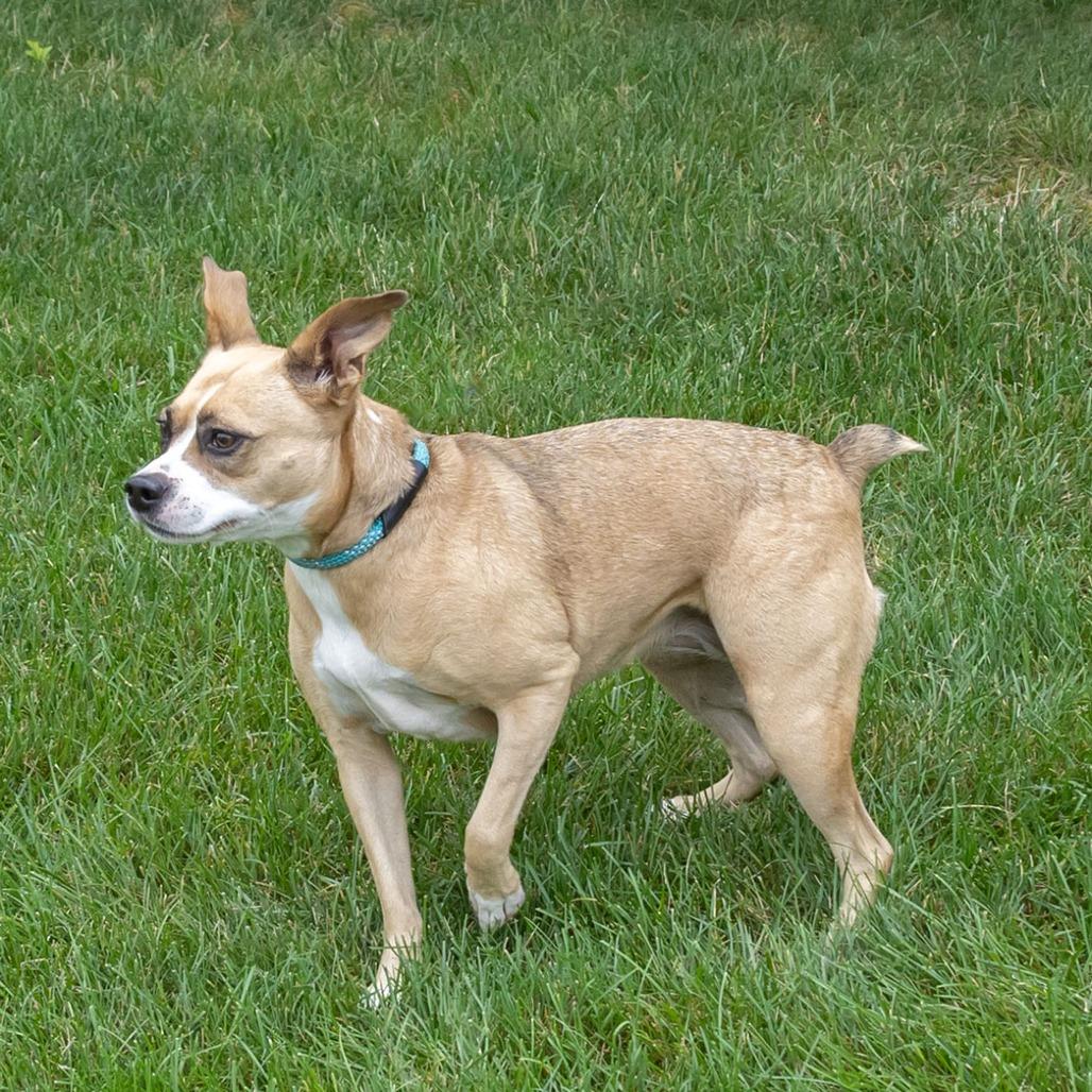 Ms. Bell, a Adoptable mixed breed in Erie, PA image 3/6