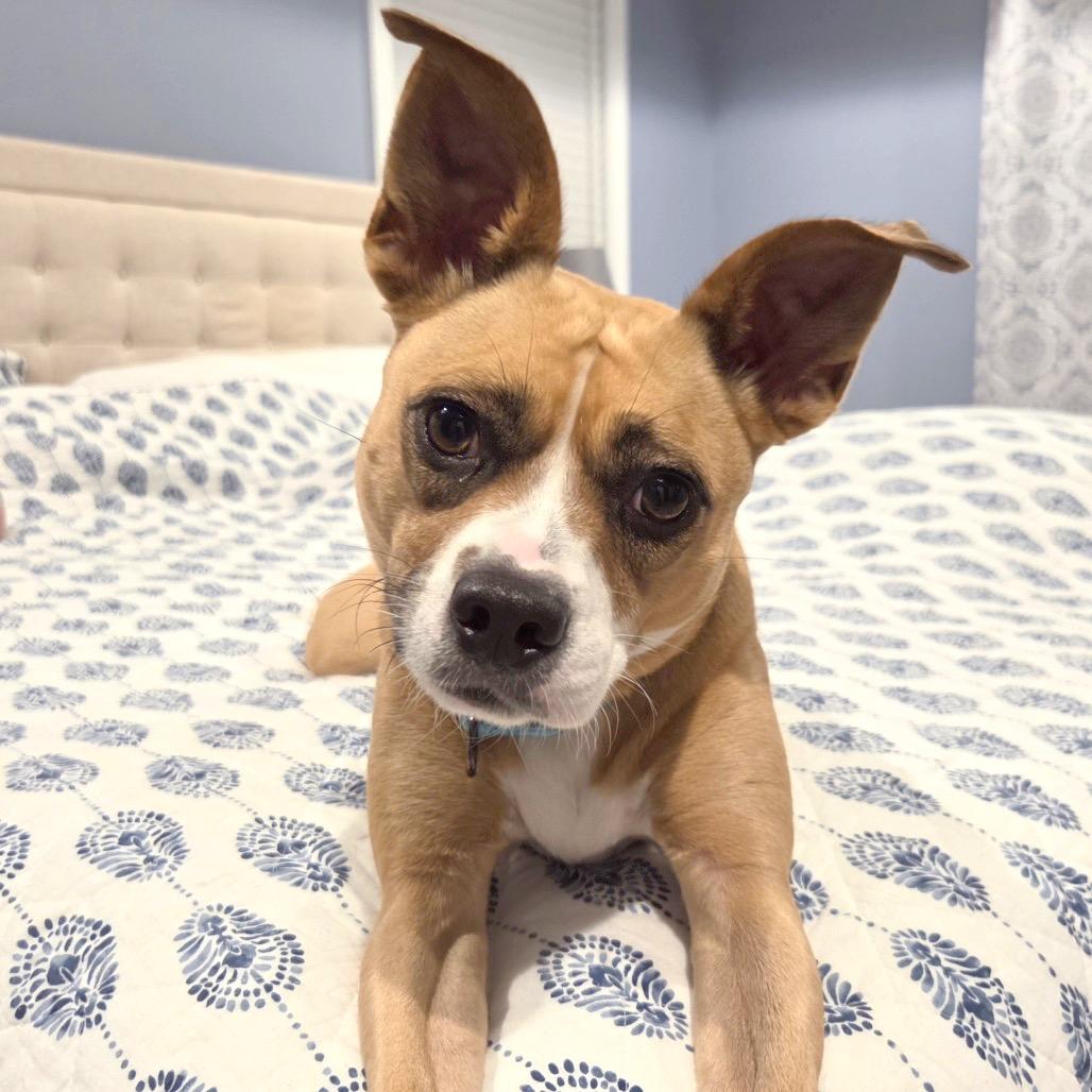 Enlarge Ms Bell, a Adoptable mixed breed in Erie, PA image 3/5