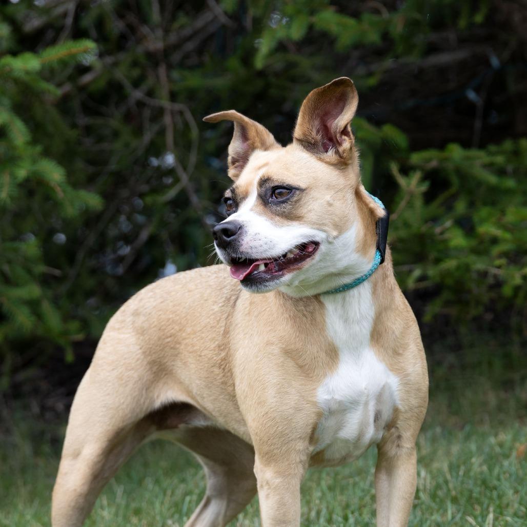 Ms. Bell, a Adoptable mixed breed in Erie, PA image 4/6