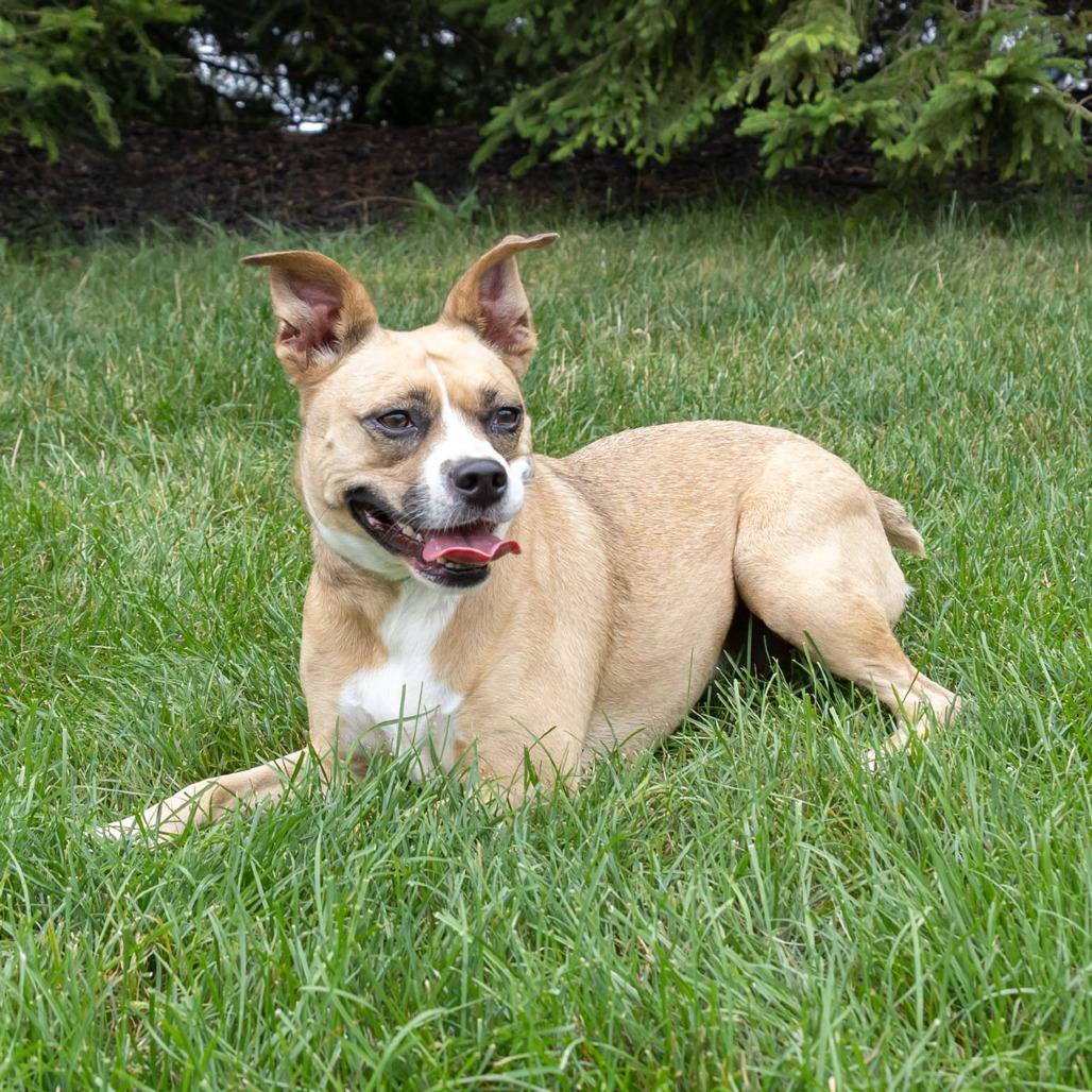 Ms. Bell, a Adoptable mixed breed in Erie, PA image 5/6