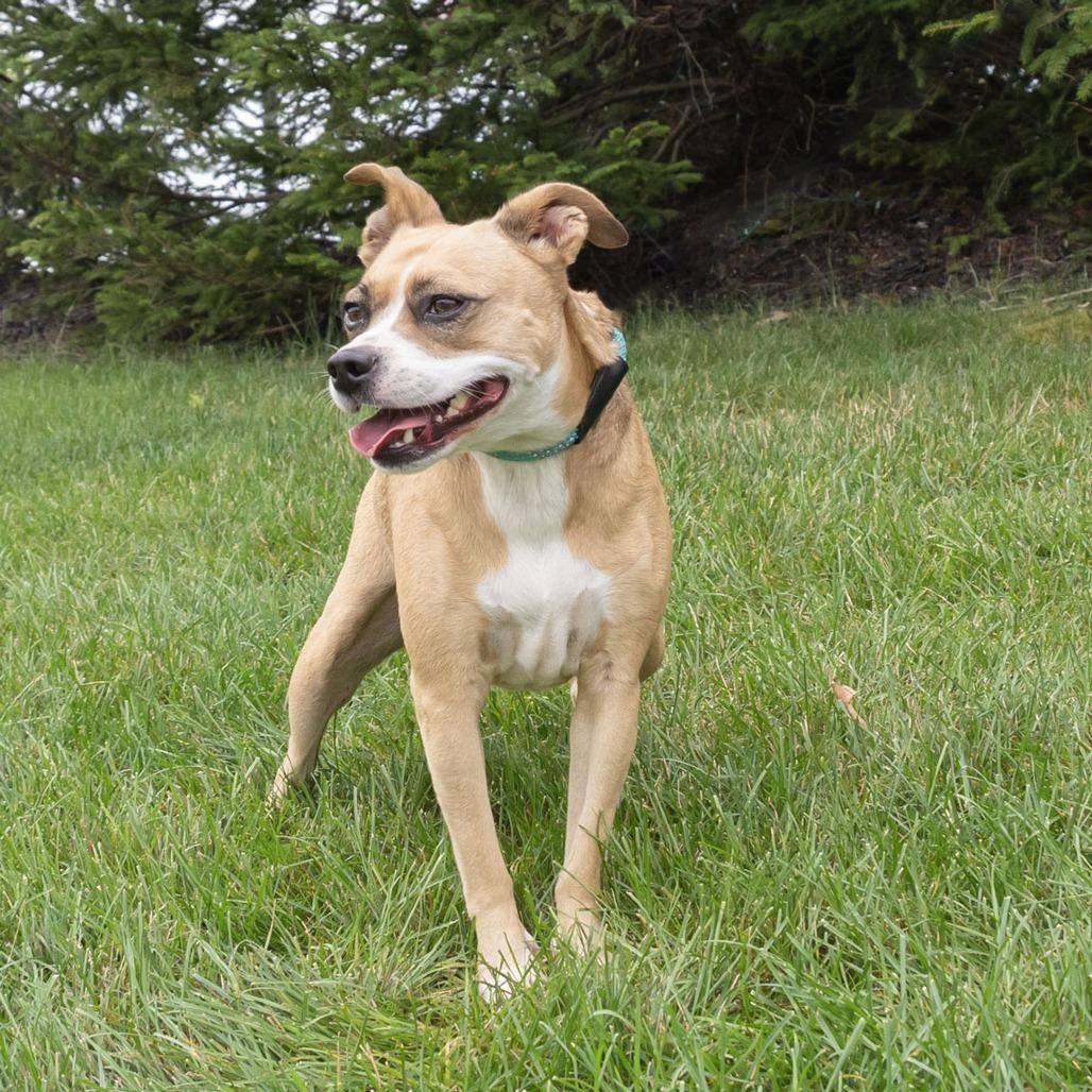 Ms. Bell, a Adoptable mixed breed in Erie, PA image 6/6