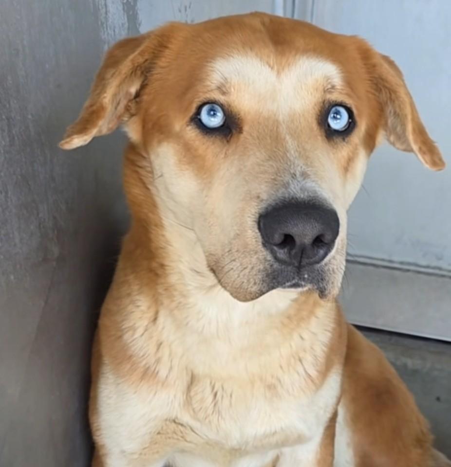 Enlarge Red, a ADOPTABLE mixed breed in Frazier Park, CA image 1/4
