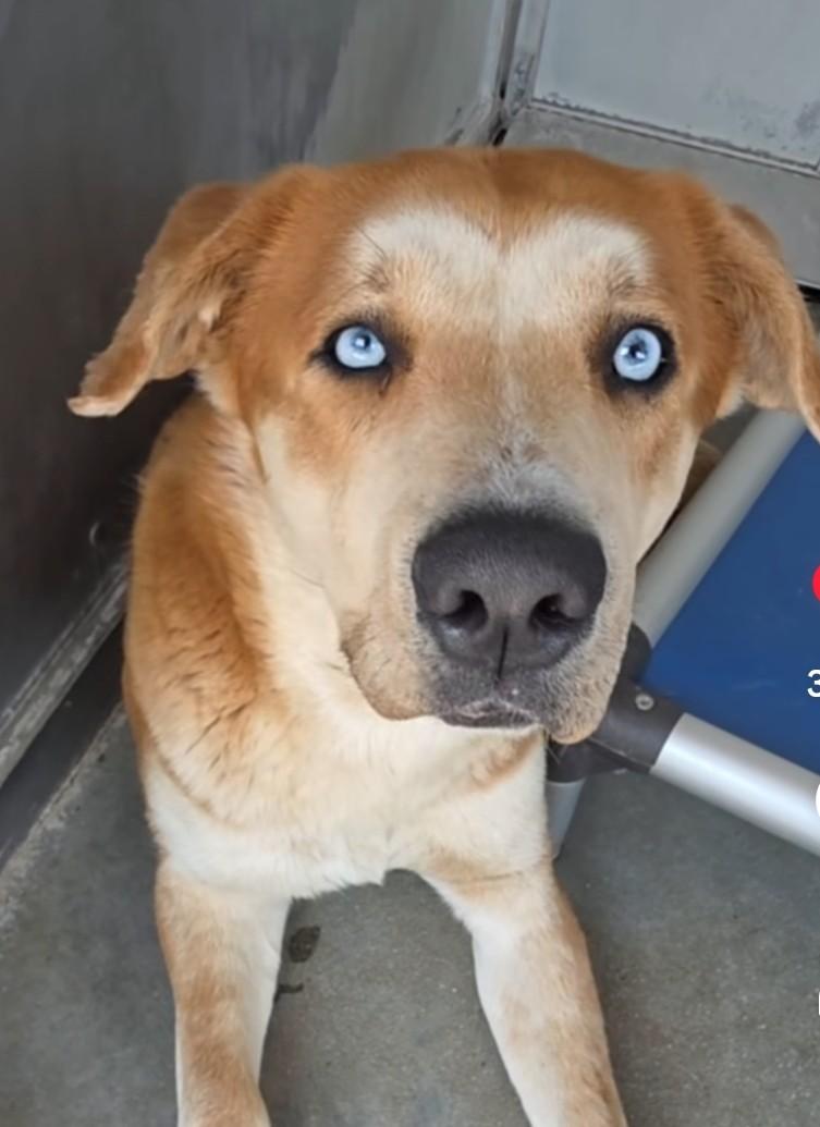 Enlarge Red, a ADOPTABLE mixed breed in Frazier Park, CA image 2/4