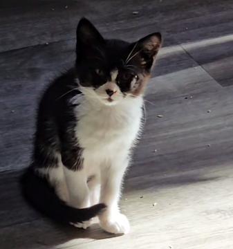 Foxtrot, an adoptable Domestic Short Hair in Lacey, WA, 98503 | Photo Image 1