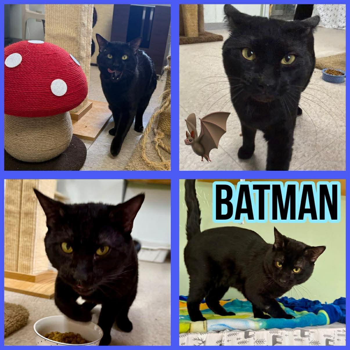 Enlarge Batman, an adopted Domestic Short Hair in Springfield, VT image 1/1