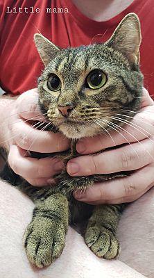 Enlarge Little Mama, a Adoptable Domestic Short Hair in Lauderhill, FL image 1/3