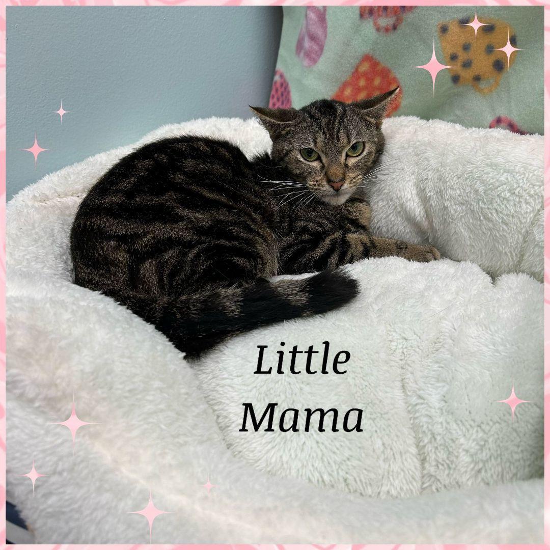 Enlarge Little Mama, a Adoptable Domestic Short Hair in Lauderhill, FL image 2/3
