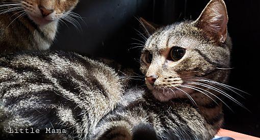 Enlarge Little Mama, a Adoptable Domestic Short Hair in Lauderhill, FL image 3/3