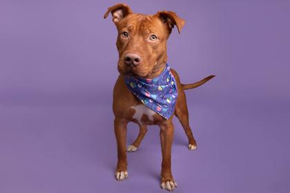 Enlarge Gumbo, a Adoptable mixed breed in Greenville, SC image 1/1