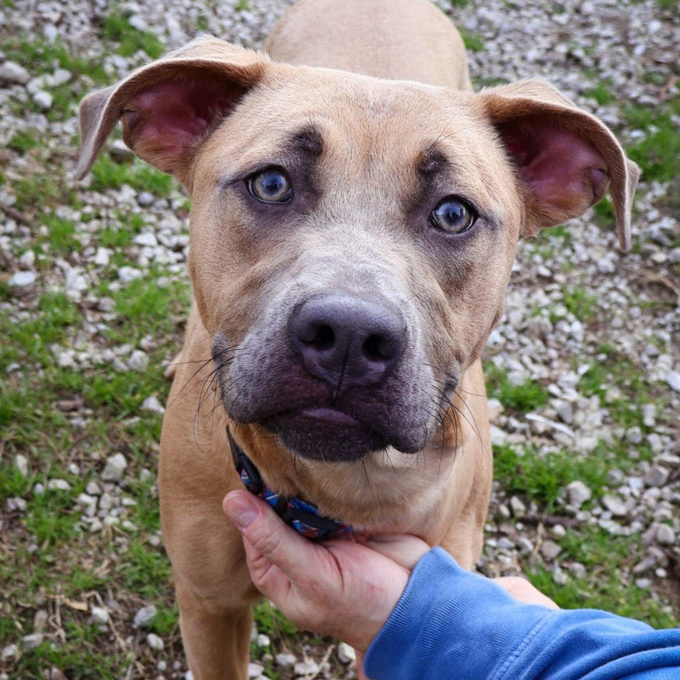 Enlarge Chester, a ADOPTABLE Pit Bull Terrier in Hollister, MO image 1/1