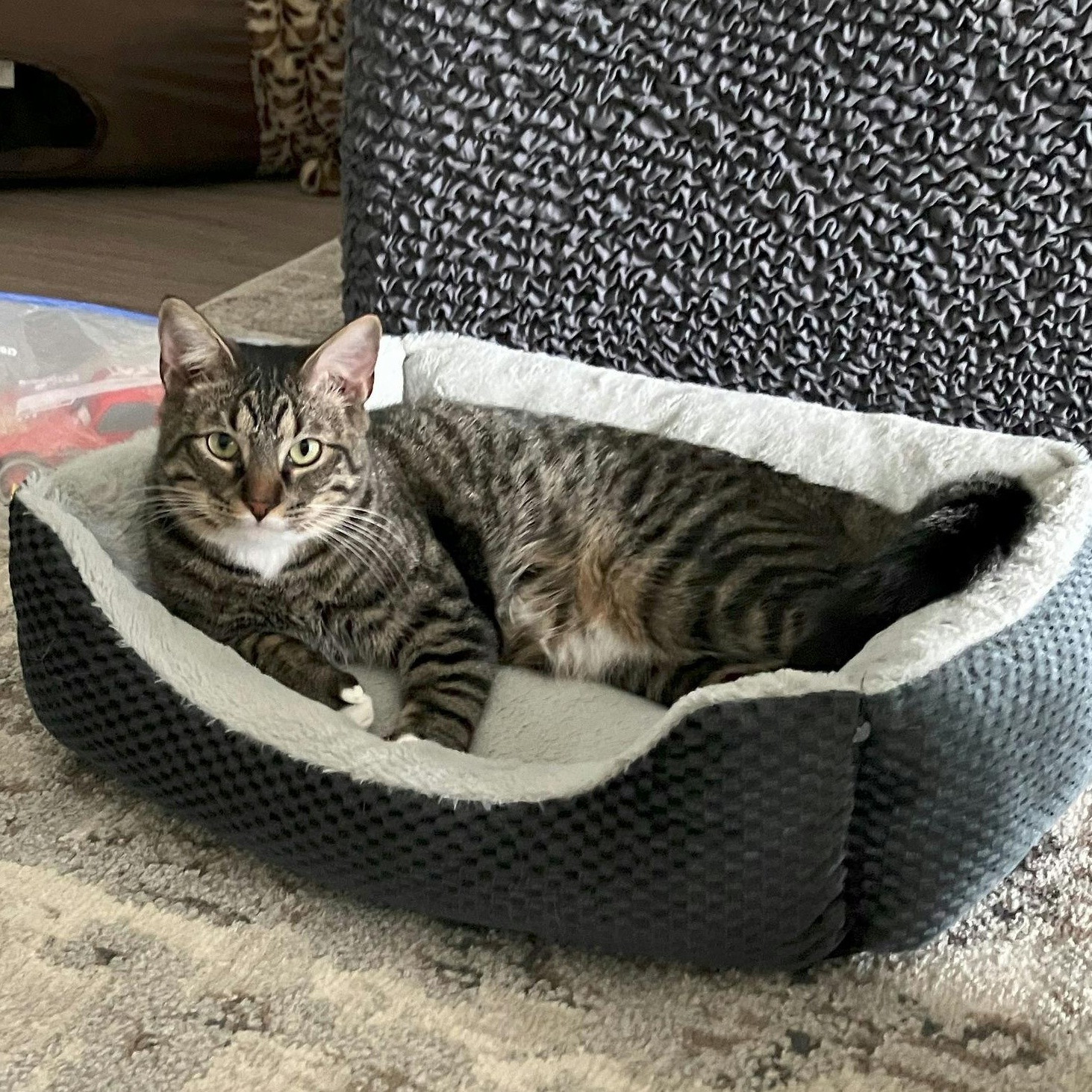 Benji