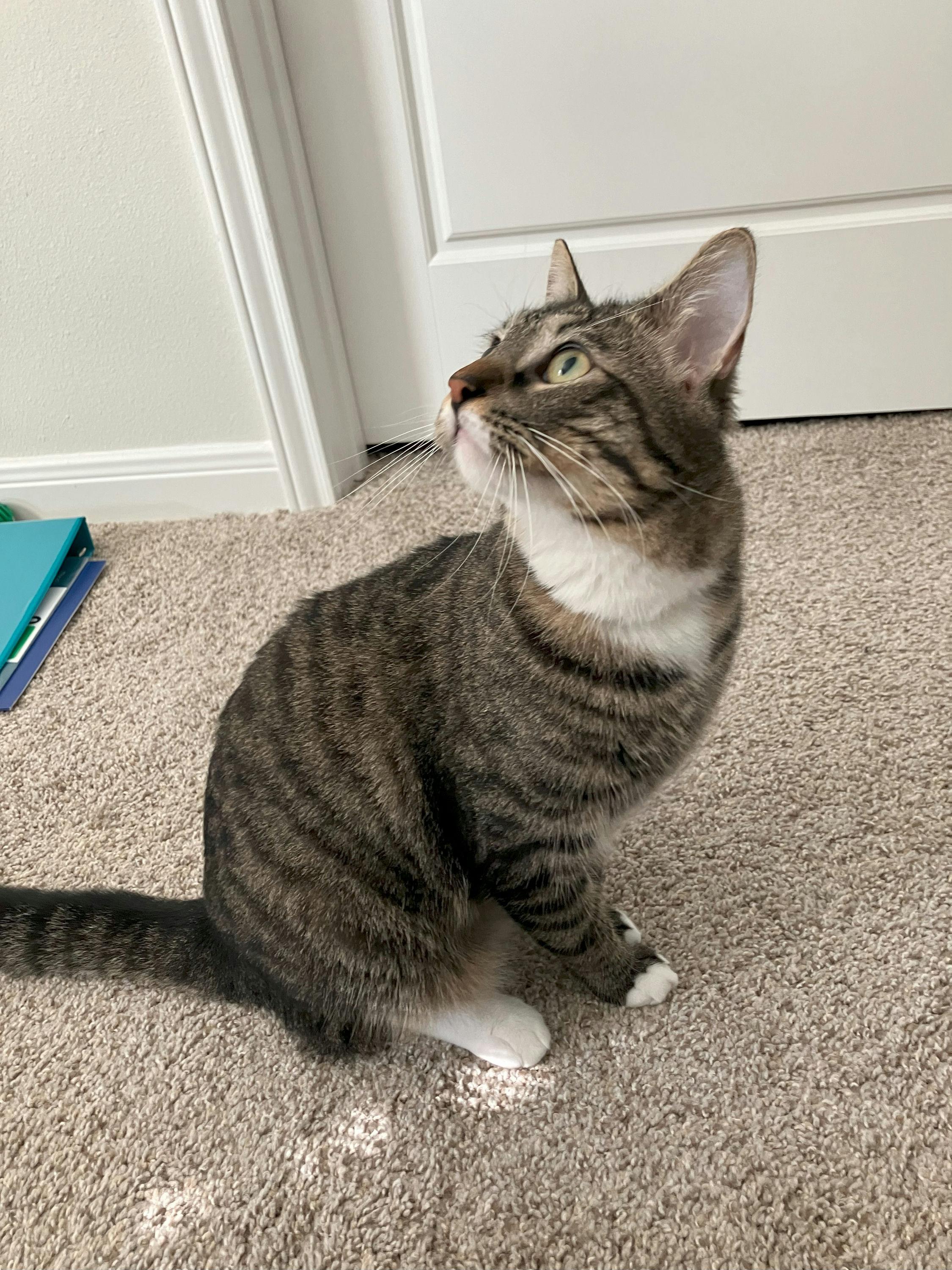 Benji