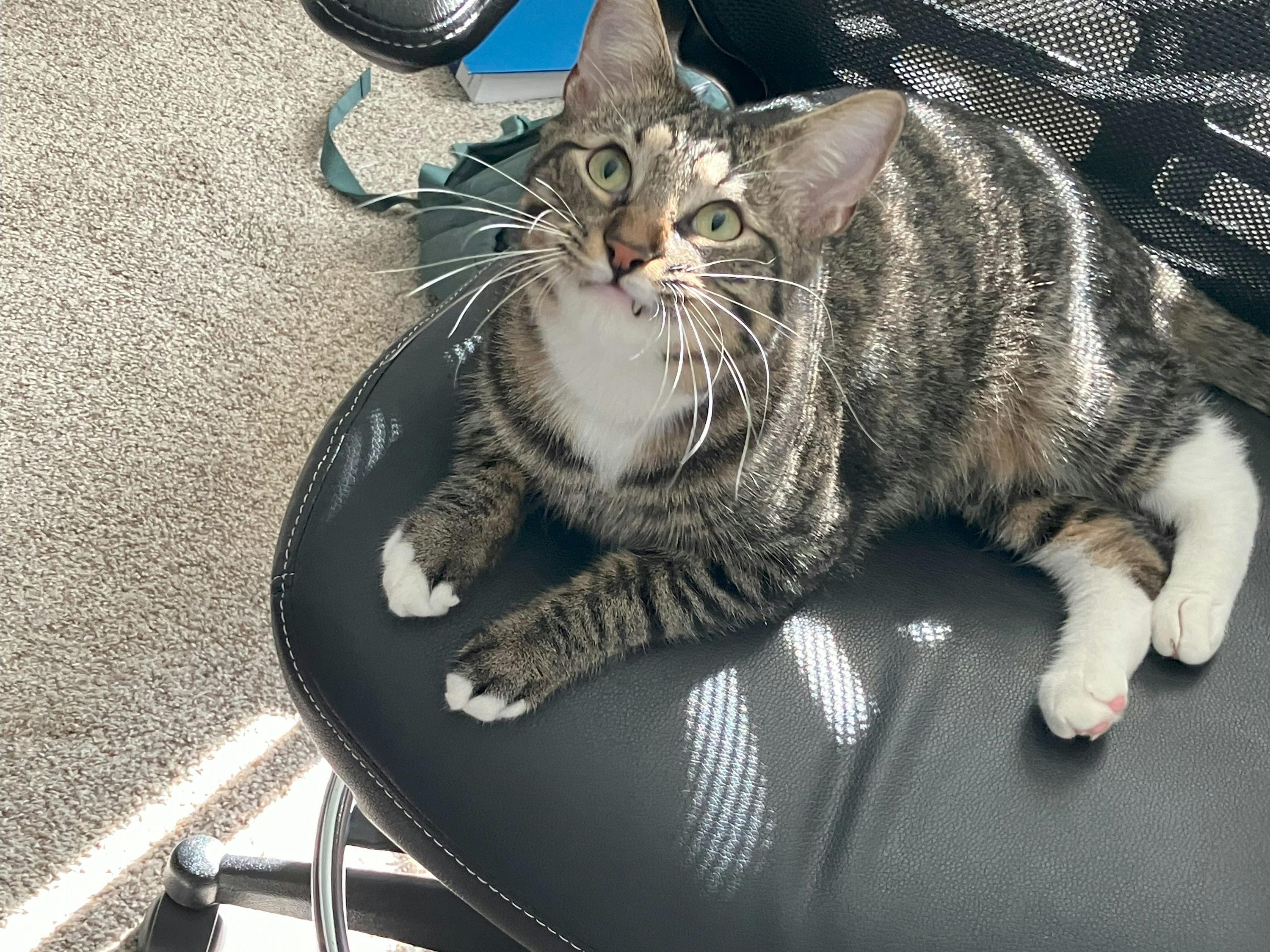 Benji