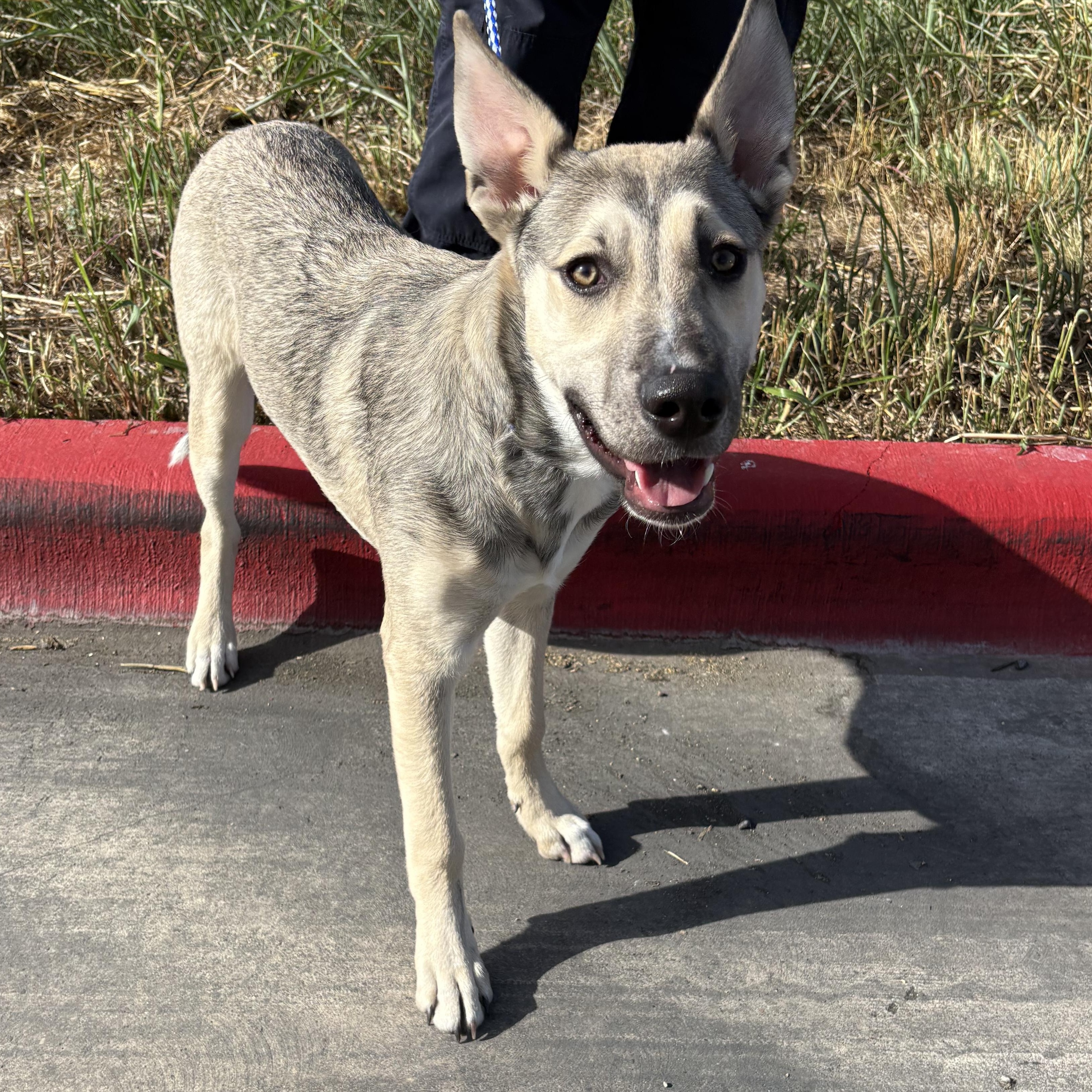 Goose, Adoptable, Young Male Husky.