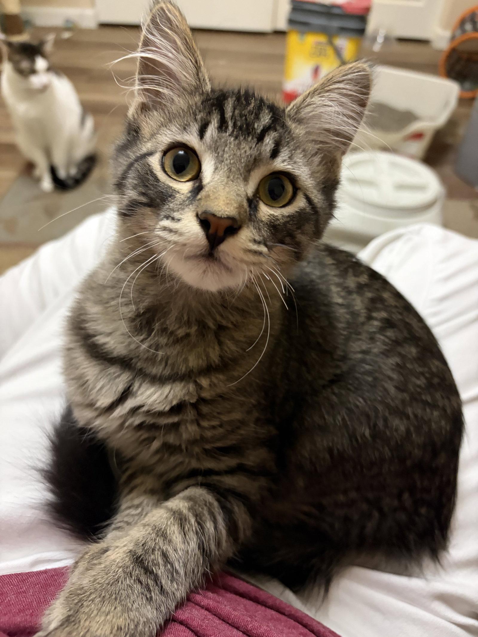 Spark, Adopted, Kitten Male Domestic Short Hair.