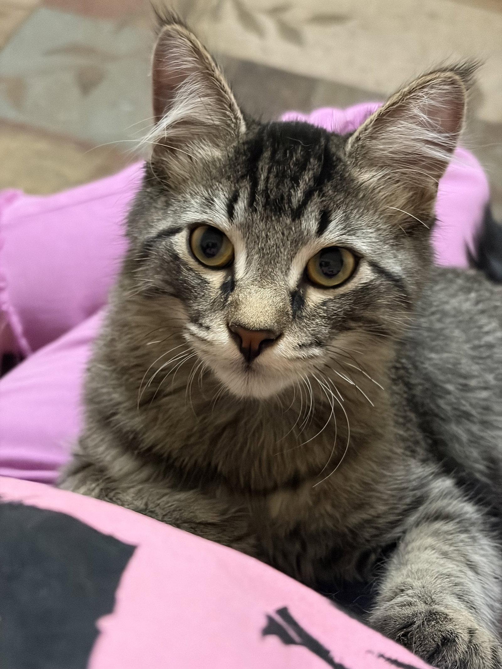 Enlarge Spark, a Adopted Domestic Short Hair in Eureka, MO image 2/3