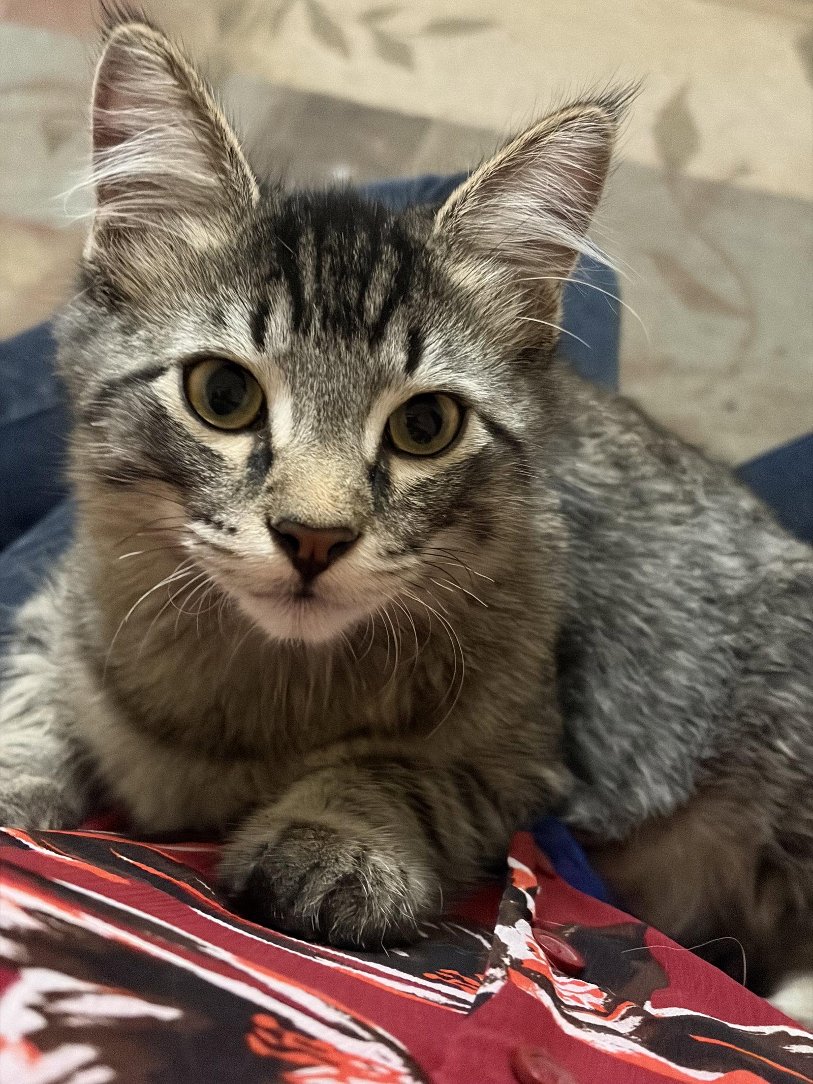 Enlarge Spark, a Adopted Domestic Short Hair in Eureka, MO image 3/3