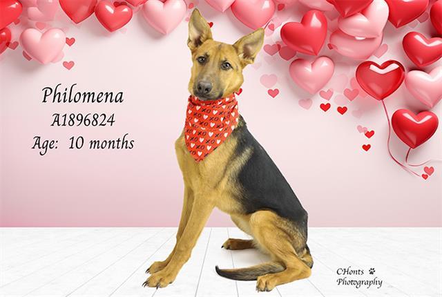 Enlarge PHILOMENA, a Adoptable mixed breed in Thousand Palms, CA image 1/1