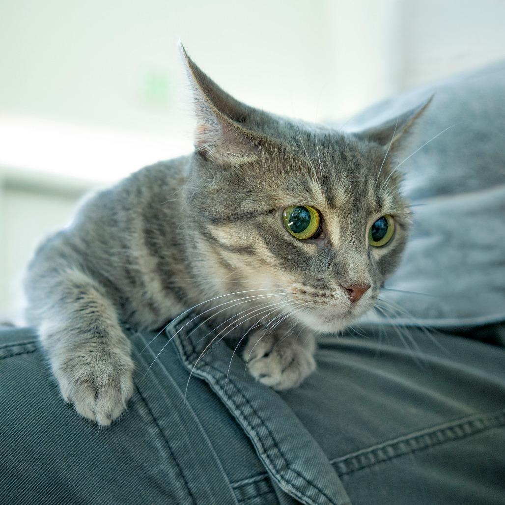 Enlarge Zara, a Adoptable Domestic Short Hair in Chapel Hill, NC image 1/6