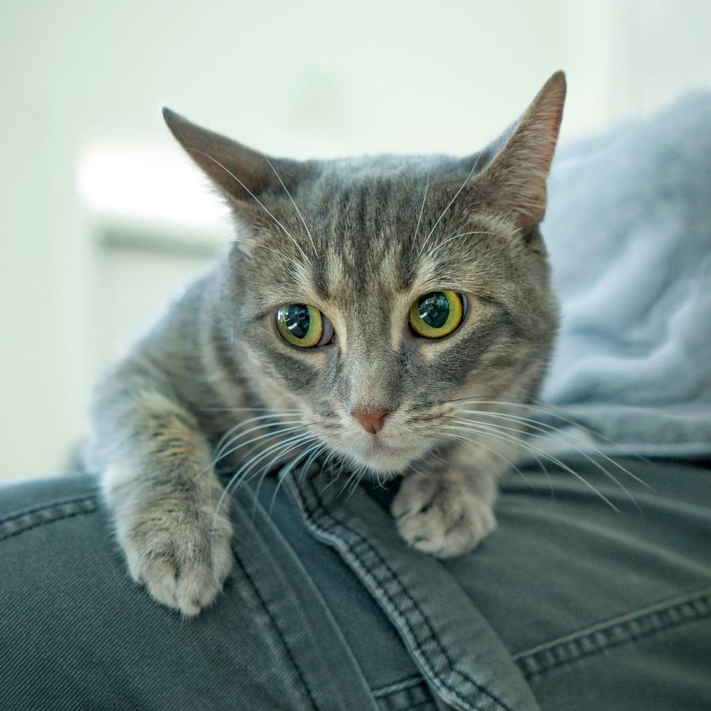 Enlarge Zara, a Adoptable Domestic Short Hair in Chapel Hill, NC image 2/6