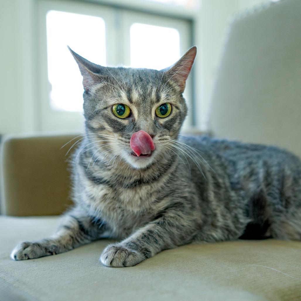 Enlarge Zara, a Adoptable Domestic Short Hair in Chapel Hill, NC image 3/6