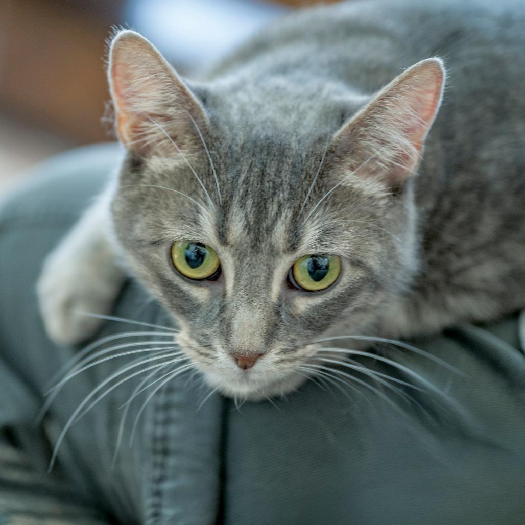 Enlarge Zara, a Adoptable Domestic Short Hair in Chapel Hill, NC image 4/6