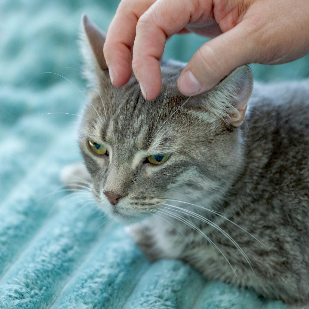 Enlarge Zara, a Adoptable Domestic Short Hair in Chapel Hill, NC image 5/6