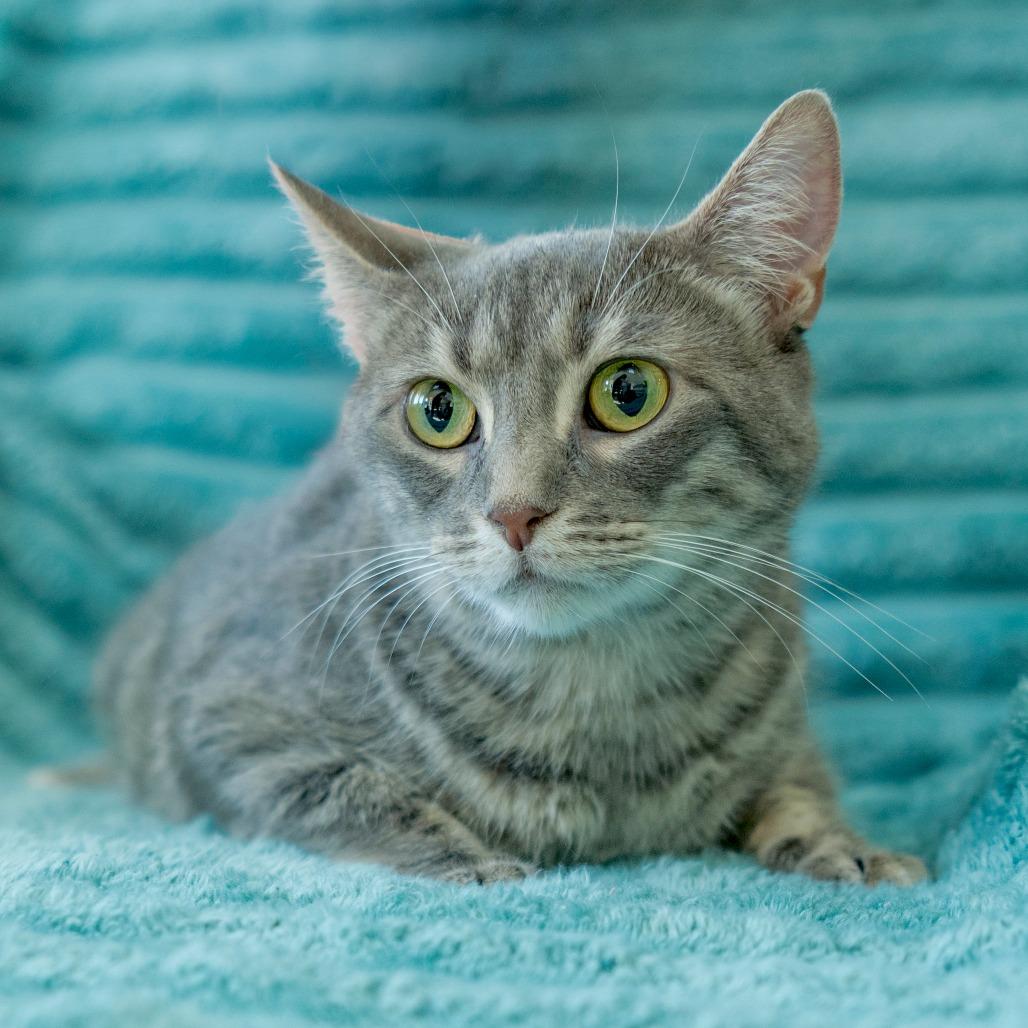 Enlarge Zara, a Adoptable Domestic Short Hair in Chapel Hill, NC image 6/6
