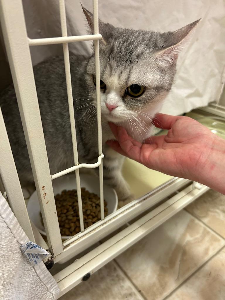 Cordelia, Adoptable, Young Female Domestic Short Hair.