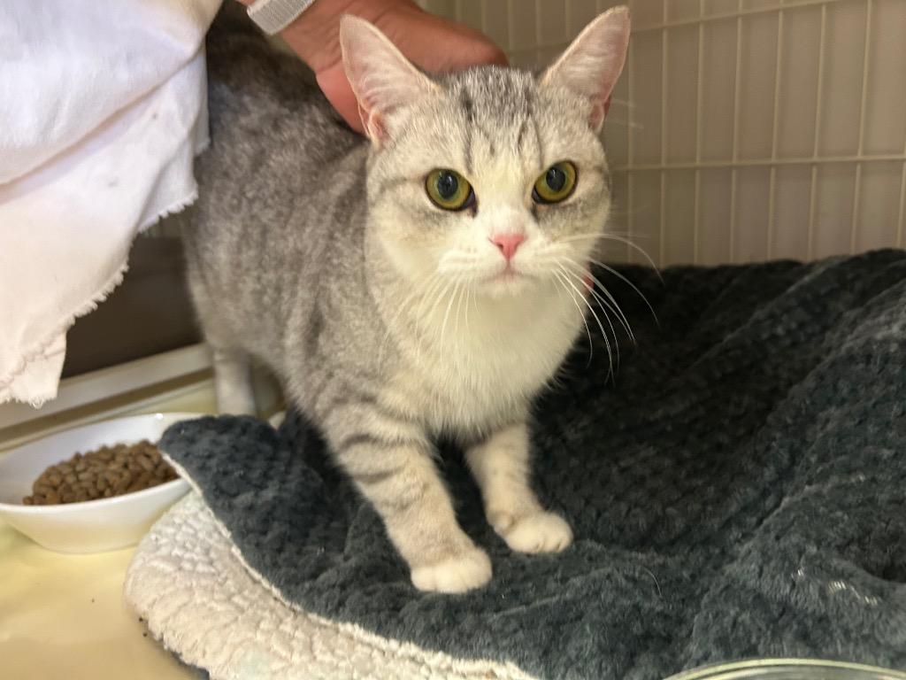 Cordelia, Adoptable, Young Female Domestic Short Hair.