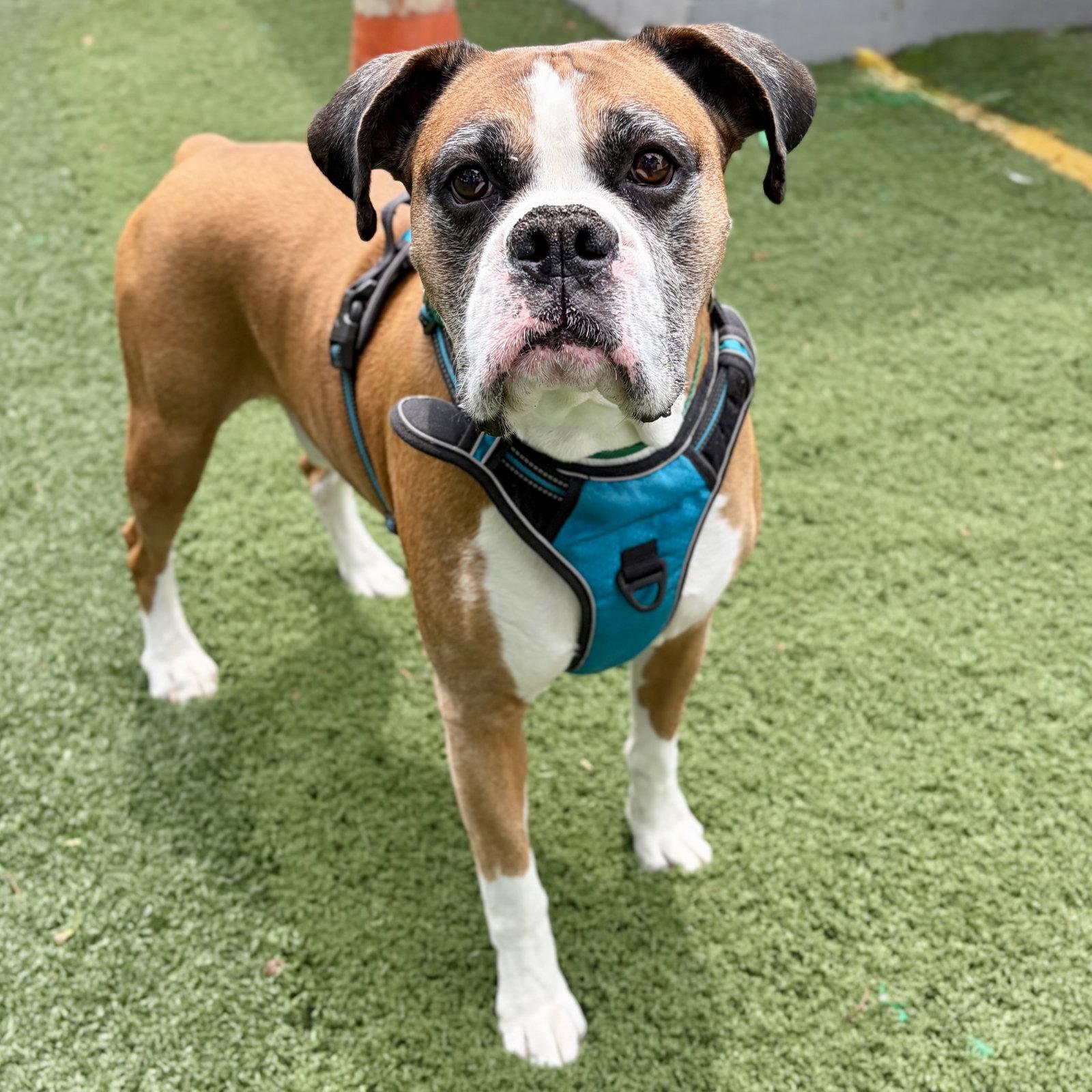 Bolo, a Adoptable Boxer in Whitehall, PA image 1/3