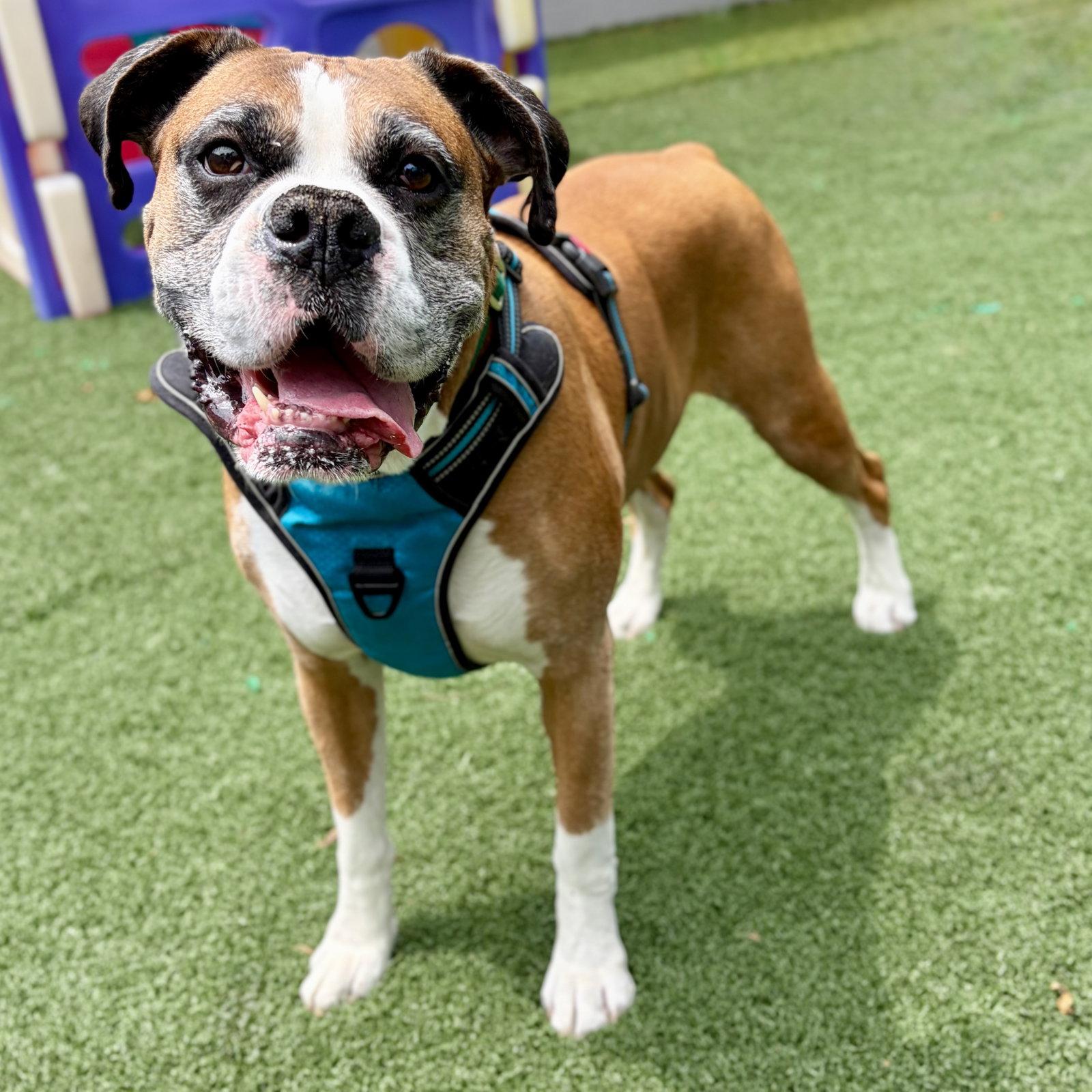 Bolo, a Adoptable Boxer in Whitehall, PA image 2/3