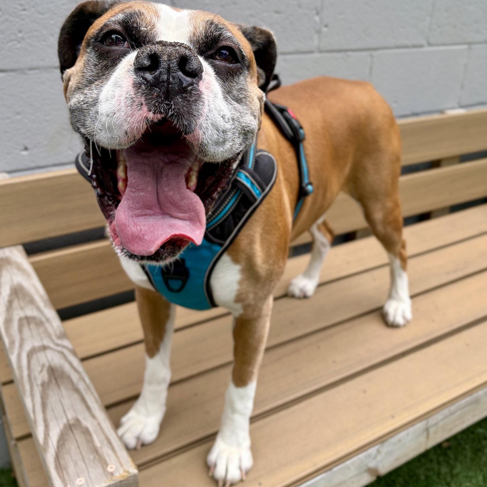 Bolo, a Adoptable Boxer in Whitehall, PA image 3/3