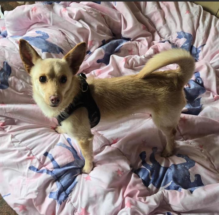 Channing in RI, Adoptable, Young Male Chihuahua.