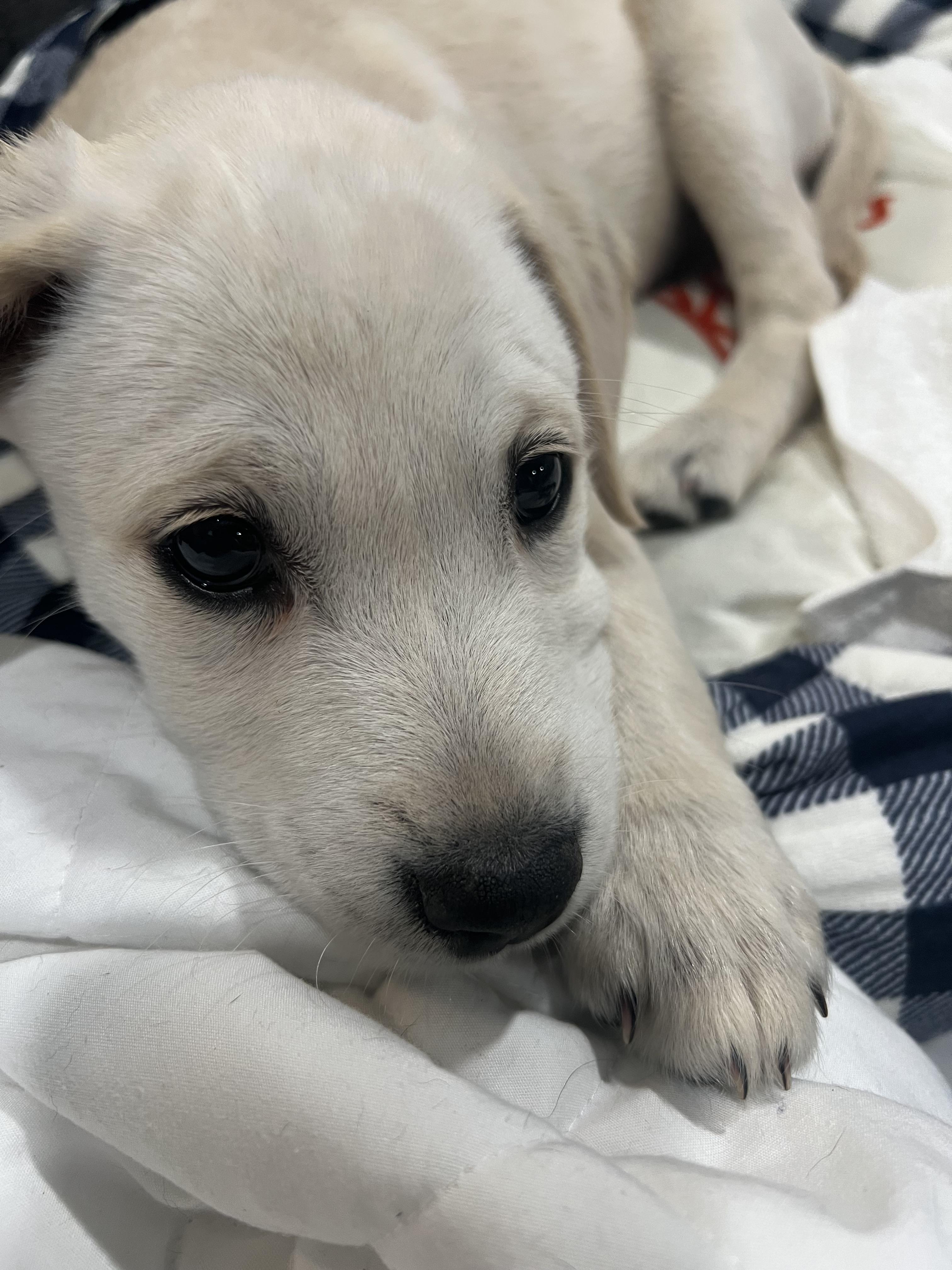 Abby, Adopted, Adult Female Labrador Retriever.
