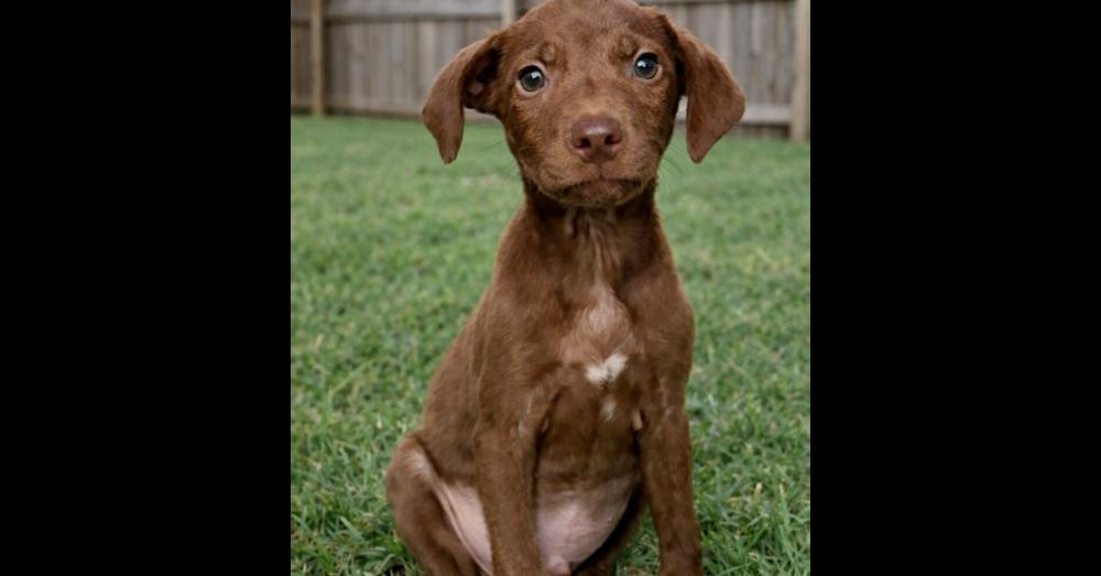 Enlarge Presley, a Adoptable mixed breed in Crown Point, IN image 1/3