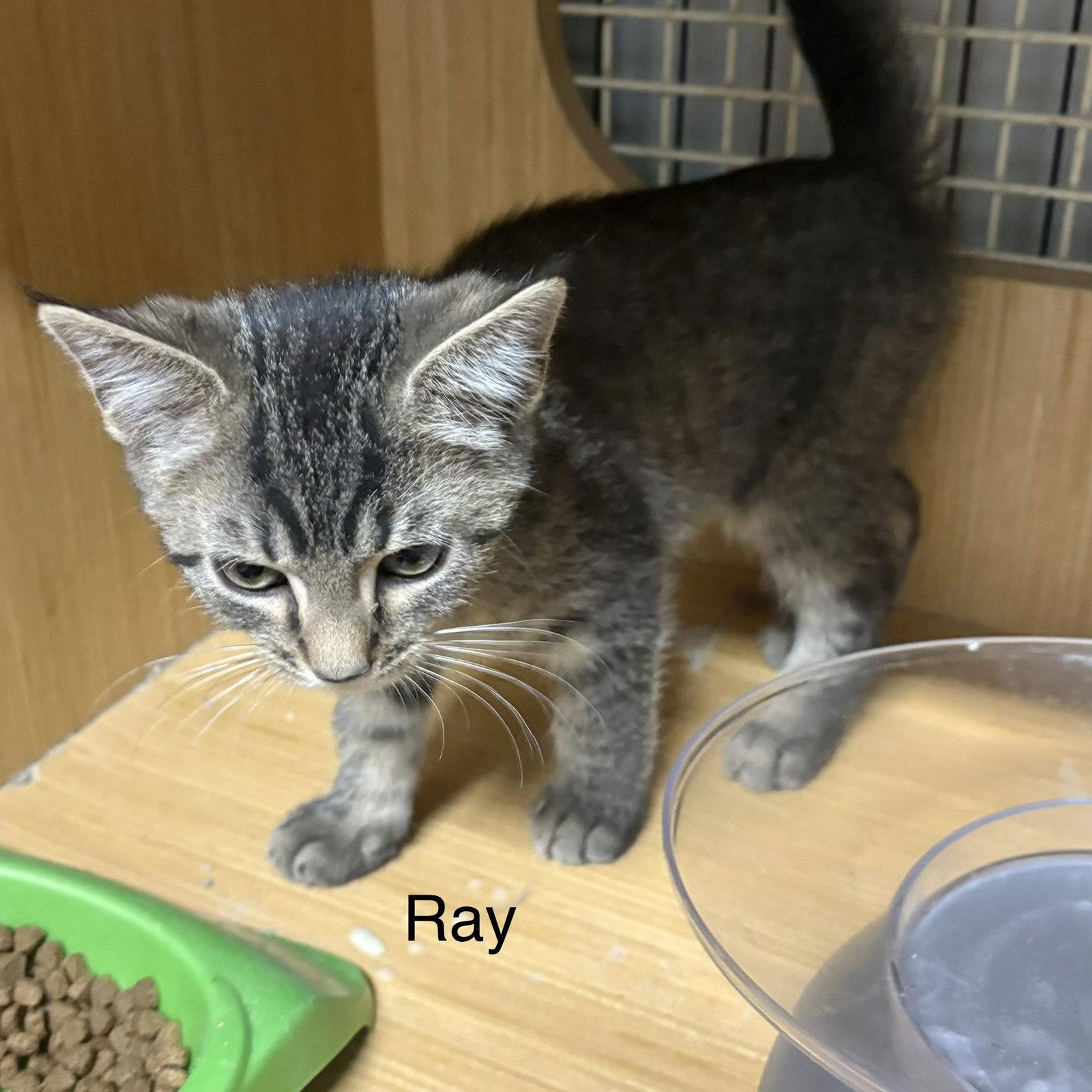 Enlarge Ray   ( th), a Adoptable Domestic Short Hair in White Bluff, TN image 1/1