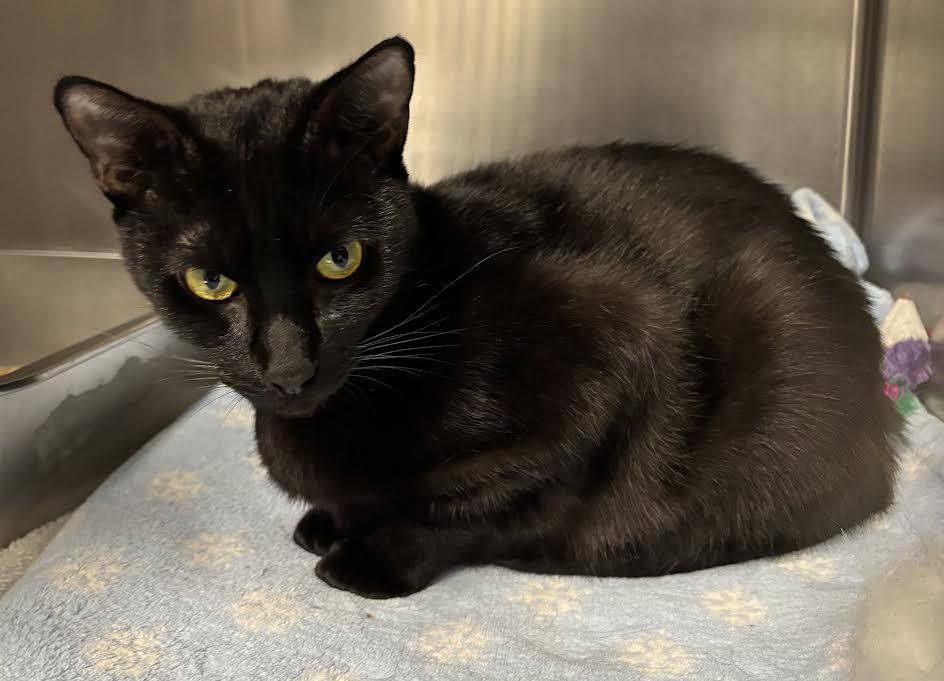 Enlarge Snow White, a Adoptable Domestic Short Hair in Marblehead, MA image 2/3